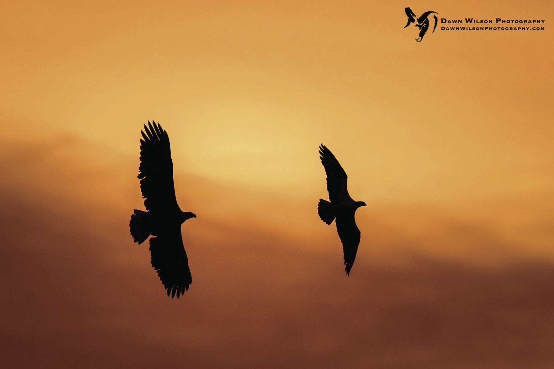 Bald Eagle and Osprey